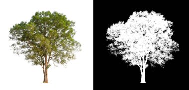 Siyah arkaplanda kırpma yolu ve alfa kanalı olan tek bir ağaç