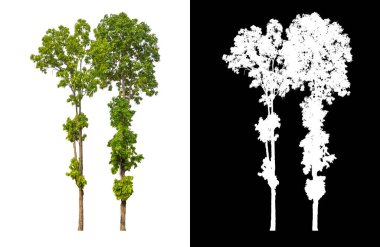 Siyah arkaplanda kırpma yolu ve alfa kanalı olan tek bir ağaç