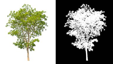 Siyah arkaplanda kırpma yolu ve alfa kanalı olan tek bir ağaç