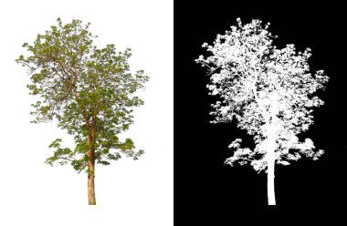 Siyah arkaplanda kırpma yolu ve alfa kanalı olan tek bir ağaç