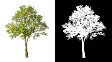 Siyah arkaplanda kırpma yolu ve alfa kanalı olan tek bir ağaç