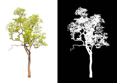 kırpma yolu ve alfa kanalı ile beyaz arkaplanda izole edilmiş ağaç