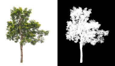 kırpma yolu ve alfa kanalı ile beyaz arkaplanda izole edilmiş ağaç