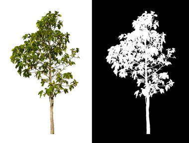 kırpma yolu ve alfa kanalı ile beyaz arkaplanda izole edilmiş ağaç