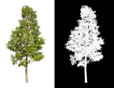 kırpma yolu ve alfa kanalı ile beyaz arkaplanda izole edilmiş ağaç