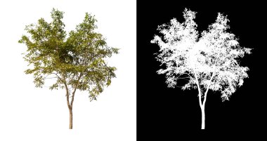 kırpma yolu ve alfa kanalı ile beyaz arkaplanda izole edilmiş ağaç