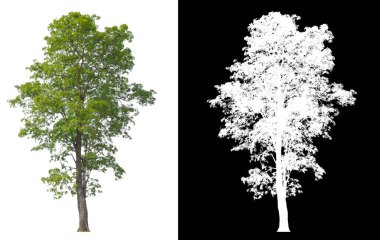 kırpma yolu ve alfa kanalı ile beyaz arkaplanda izole edilmiş ağaç