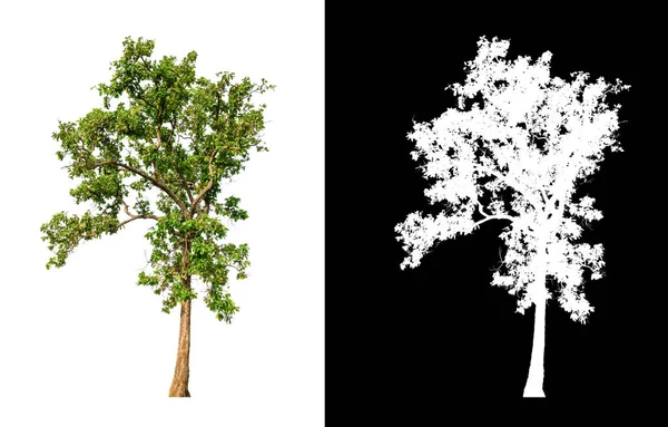 Drzewo Odizolowane Białym Tle Ścieżką Wycinania Kanałem Alfa — Zdjęcie stockowe