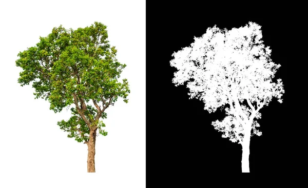 Puu Eristetty Valkoisella Pohjalla Leikkausreitillä Alfa Kanava — kuvapankkivalokuva