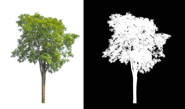 Drzewa Izolowane Białym Tle Nadają Się Zarówno Druku Jak Stron — Zdjęcie stockowe