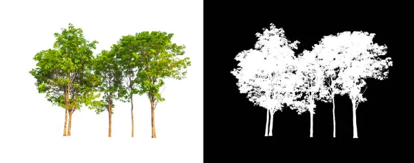 배경에 분리되어 나무들 — 스톡 사진