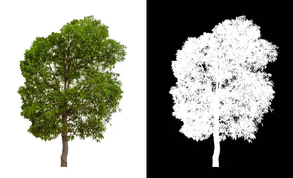 Kırpma yolu ve alfa kanalı olan beyaz bir arkaplanda izole edilmiş ağaç