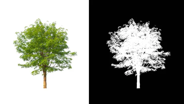 Drzewo Izolowane Białym Tle Ścieżką Wycinania Kanałem Alfa — Zdjęcie stockowe