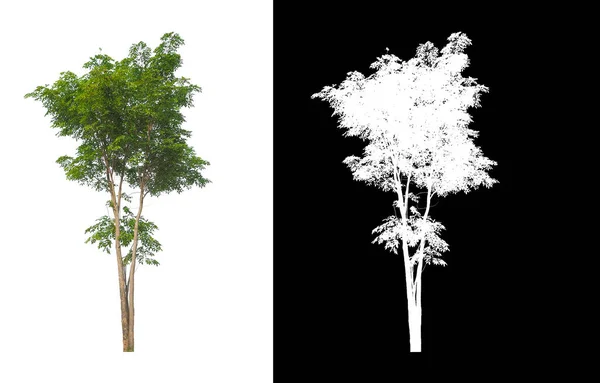 Δέντρο Απομονωμένο Λευκό Φόντο Μονοπάτι Αποκοπής Και Κανάλι Άλφα — Φωτογραφία Αρχείου