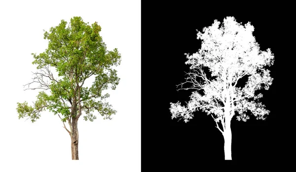 Tree Isolated White Background Clipping Path Alpha Channel — Stock Photo, Image