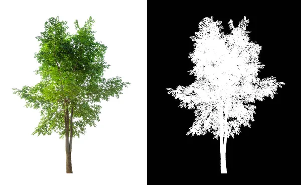 Beyaz Arkaplanda Izole Edilmiş Ağaç Her Iki Yazdırma Için Uygundur — Stok fotoğraf