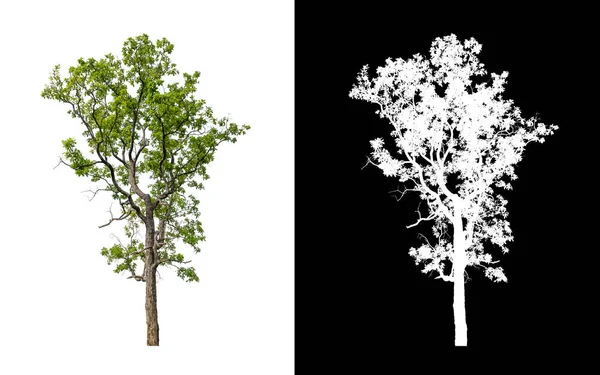 Δέντρο Που Απομονώνονται Λευκό Φόντο Είναι Κατάλληλα Και Για Τις — Φωτογραφία Αρχείου
