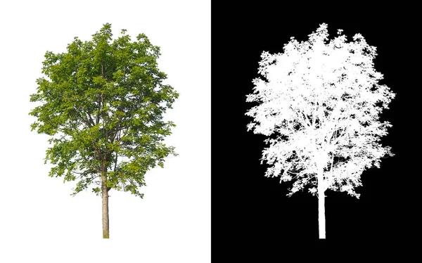 在白色背景上隔离的树既适合打印 也适用于网页 — 图库照片