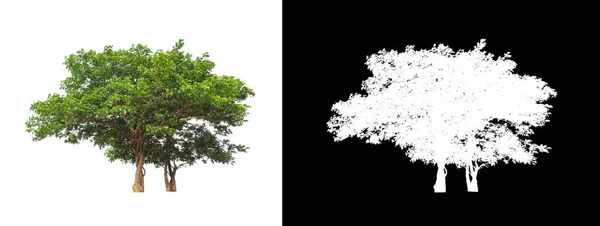Δέντρα Που Απομονώνονται Λευκό Φόντο Είναι Κατάλληλα Τόσο Για Εκτύπωση — Φωτογραφία Αρχείου