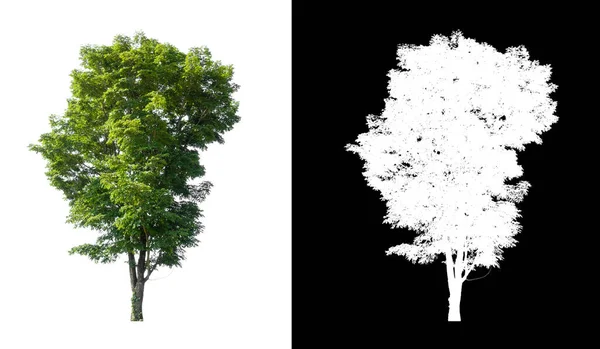 Gli Alberi Isolati Sfondo Bianco Sono Adatti Sia Stampa Che — Foto Stock