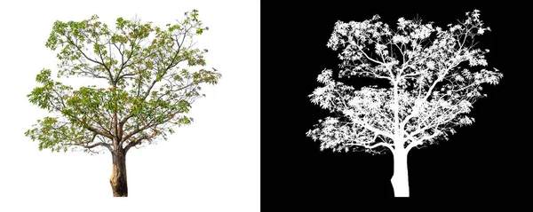 Trees that are isolated on a white background are suitable for both printing and web pages