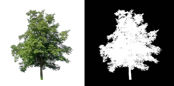 白い背景に孤立している木は 印刷とウェブページの両方に適しています — ストック写真