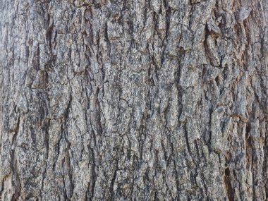 Beyaz arkaplandaki ağaç kabuğunun kabartmalı dokusu