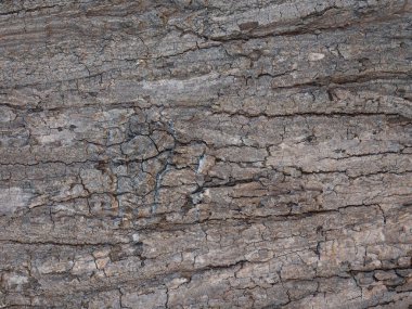 Beyaz arkaplandaki ağaç kabuğunun kabartmalı dokusu