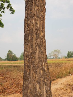 Yazın ağaç gövdeleri
