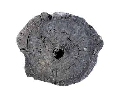 Beyaz arkaplandaki ağaç kabuğunun kabartmalı dokusu