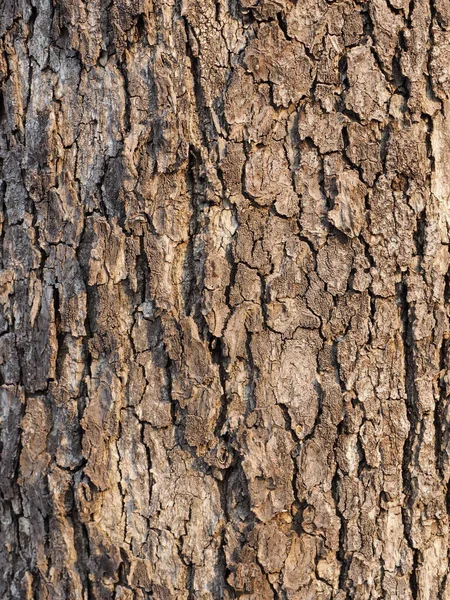 Embossed Texture Bark Trees White Background — Stock Photo, Image