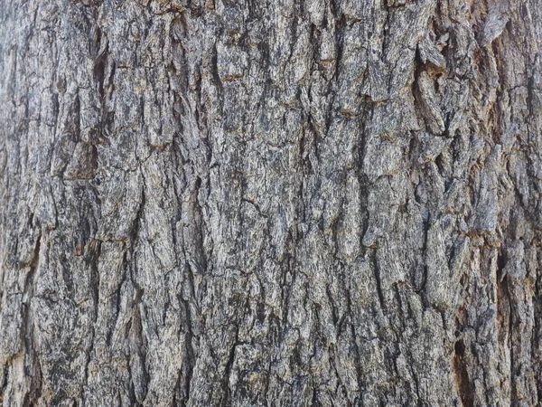 Texture Goffrata Della Corteccia Alberi Sfondo Bianco — Foto Stock