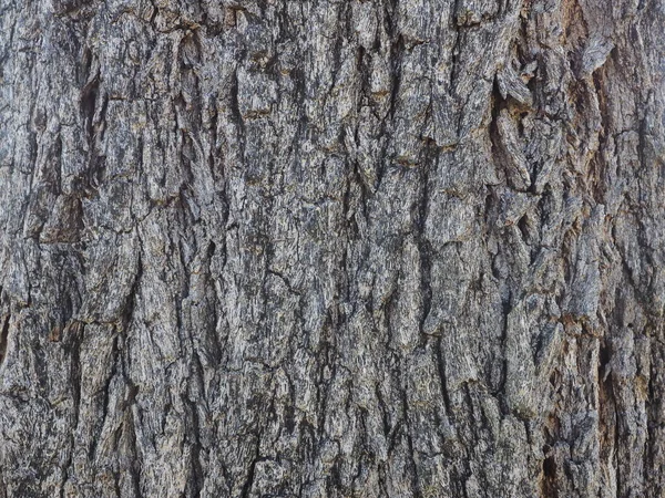 Textura Relevo Casca Das Árvores Sobre Fundo Branco — Fotografia de Stock
