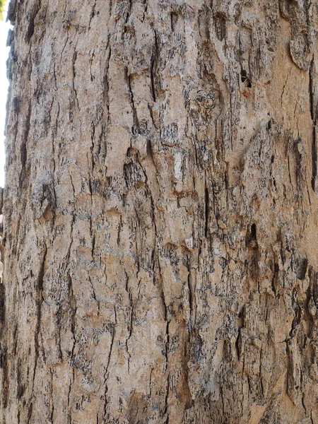 Bagagliaio Albero Isolato Sfondo Bianco — Foto Stock