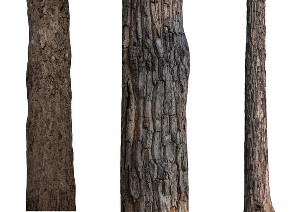 Koleksi Batang Pohon Yang Terisolasi Pada Latar Belakang Putih — Stok Foto