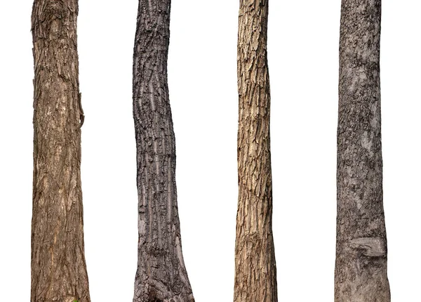 Beyaz arkaplanda izole edilmiş ağaç gövdesi koleksiyonu.