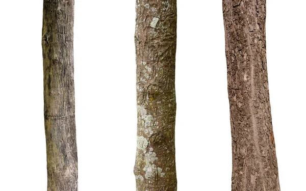 Isolado Árvore Tronco Coleção Fundo Branco — Fotografia de Stock