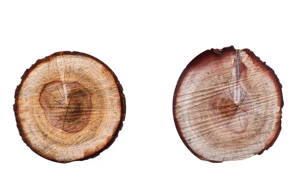 Beyaz arkaplanda izole edilmiş ağaç gövdesi koleksiyonu.