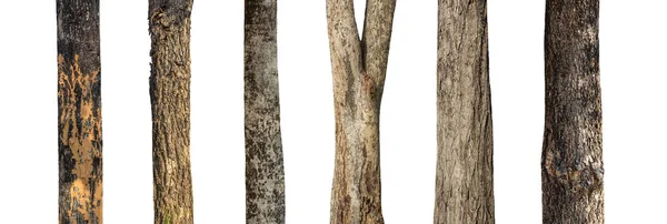 Isolated Set Tree Trunk Collection White Background — Stock Photo, Image