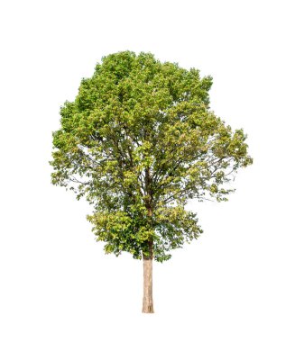 Beyaz arkaplandaki ağaç