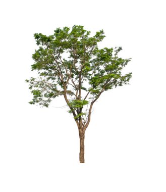 Beyaz arkaplandaki ağaç