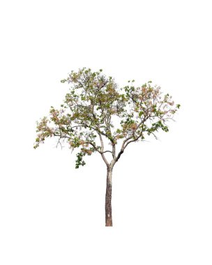 Beyaz arkaplandaki ağaç