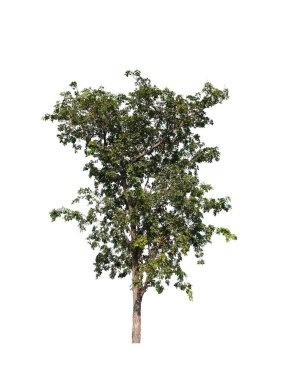 Beyaz arkaplandaki ağaç