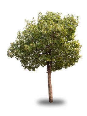 Beyaz arkaplandaki ağaç