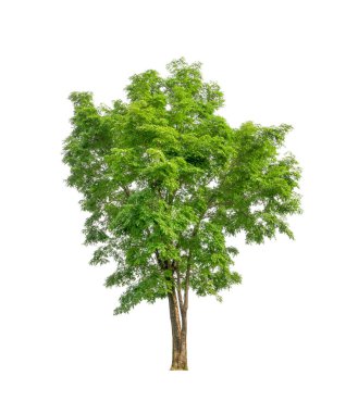 Beyaz arkaplandaki ağaç