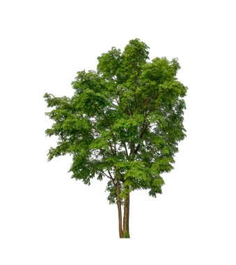 Beyaz arkaplandaki ağaç