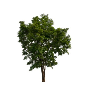 Beyaz arkaplandaki ağaç