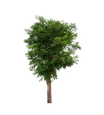 Beyaz arkaplandaki ağaç