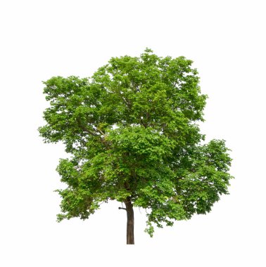 Beyaz arkaplandaki ağaç