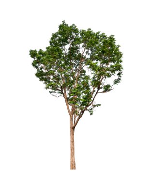 Beyaz arkaplandaki ağaç